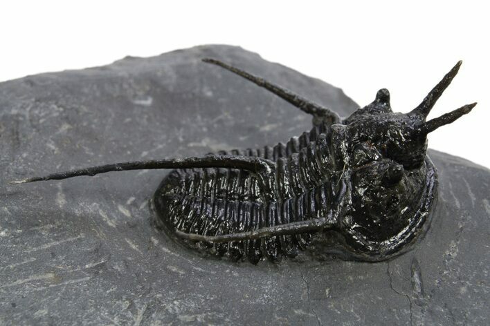 Devil Horned Cyphaspis Walteri Trilobite - Mrakib, Morocco #312265